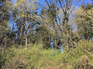 Picture of Point Roberts Parcel Number 415334-060197